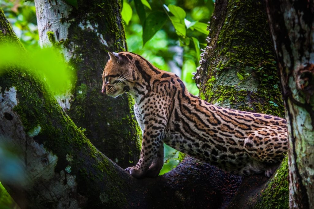 Wildcat Cuyabeno reserve