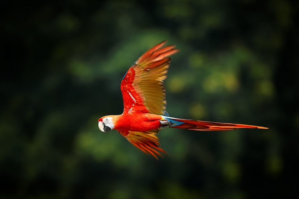 Parrot Cuyabeno reserve
