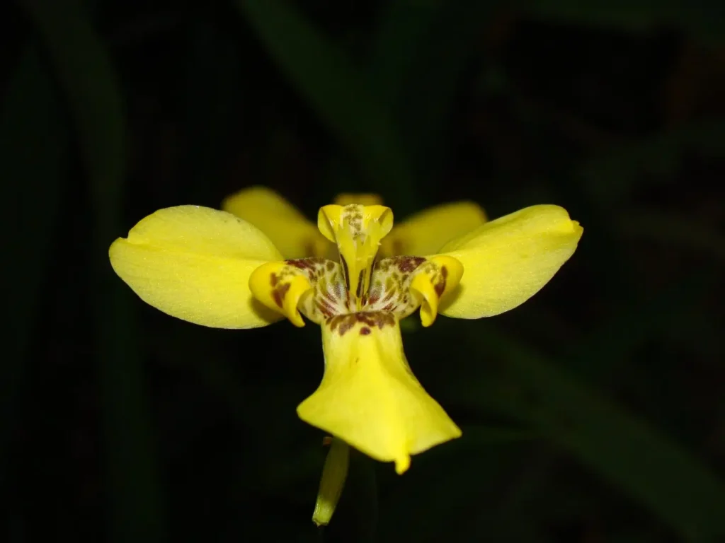 Dracaena Lodge Flora
